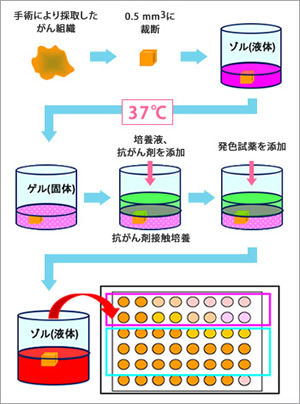 DseA-3D®キットを使用した抗がん剤感受性試験の方法