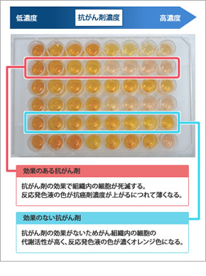 DseA-3D&reg;キットを使用した抗がん剤感受性試験の方法