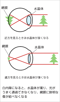 ものが見える仕組み