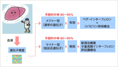 「ペグ・インターフェロン＋リバビリン併用療法」の治療効果を予測評価する手順