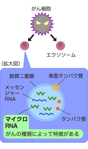 細胞が分泌する小さなカプセルであるエクソソーム