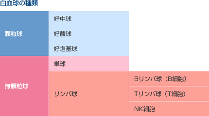 白血球の種類