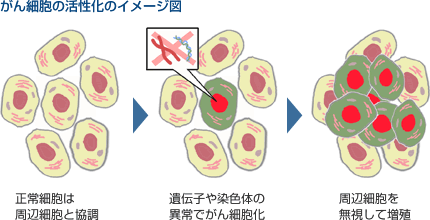 がん細胞の活性化のイメージ図