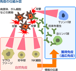 免疫の仕組み図